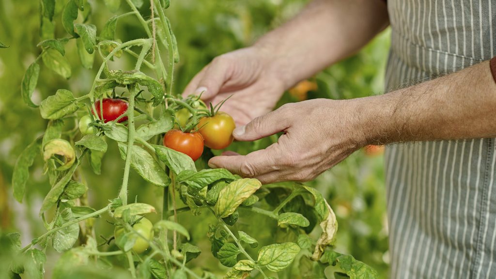 Cosecha de tomates